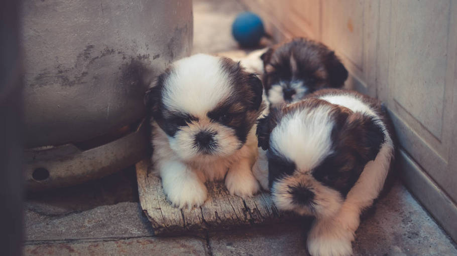 Dog breeders